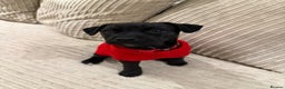 Patterdale Terrier dogs for sale: Hugo Patterdale Terrier Puppy - Advert 1