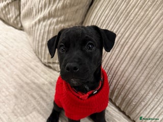 Patterdale Terrier dogs Hugo Patterdale Terrier Puppy - Advert 1