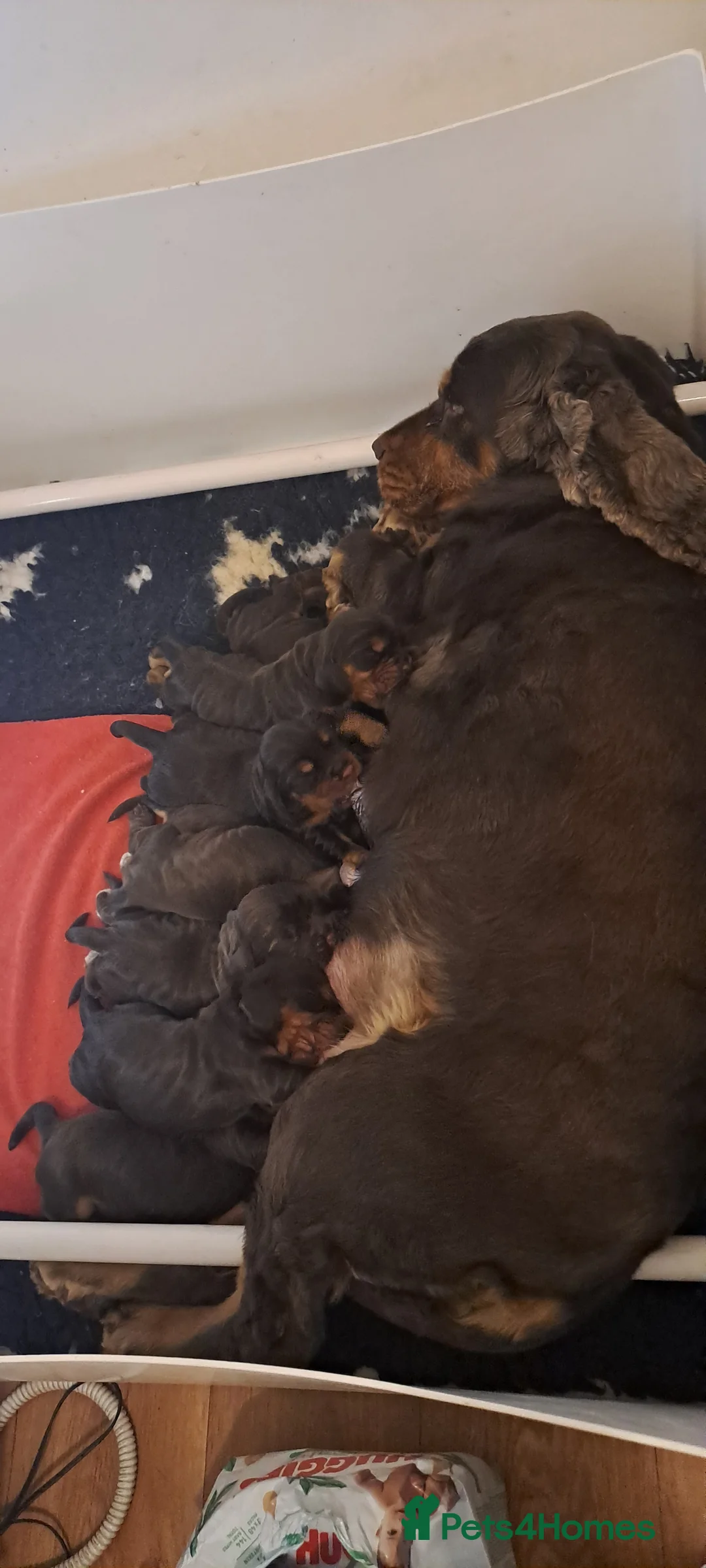 Cocker Spaniel dogs for stud: Kc reg.  ,,PROVEN,, Show Type cockerspaniel  in Morecambe - Advert 7