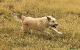 Mixed Breed dogs for adoption: 💙🐶 COOPER 🐶💙 - Image 14