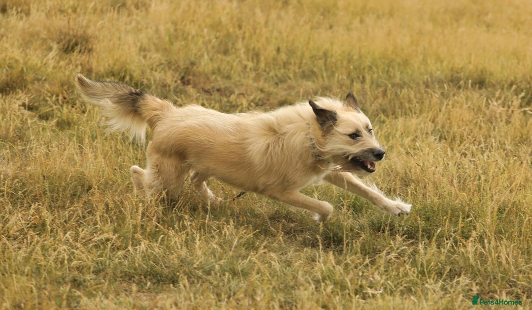 Mixed Breed dogs for adoption: 💙🐶 COOPER 🐶💙 - Image 14