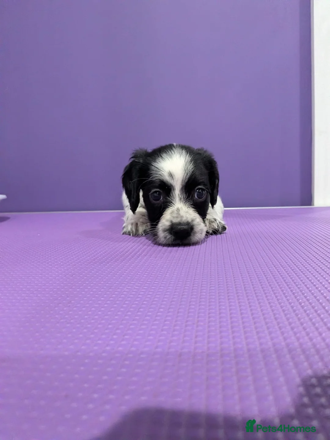 Sprocker dogs for sale: ⭐️ STUNNING SPROCKERS F1 ⭐️ - Advert 19