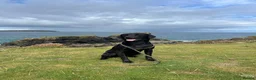 Labrador Retriever dogs for stud: KC Registered Working Black Labrador Stud - Woody in Market Drayton - Advert 3
