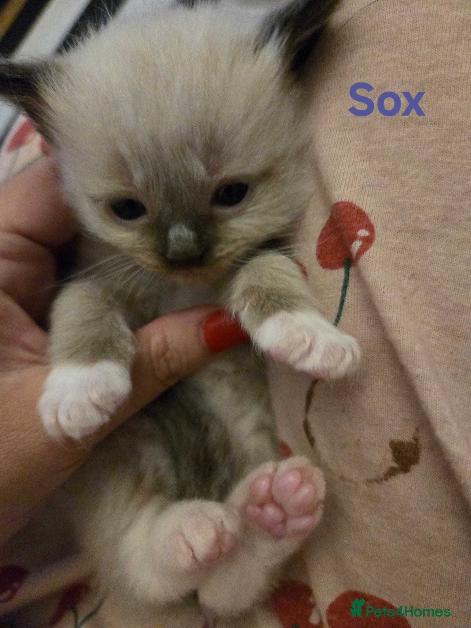 Ragdoll cats for sale: Stunning litter of Purebred Ragdoll kittens - Advert 17