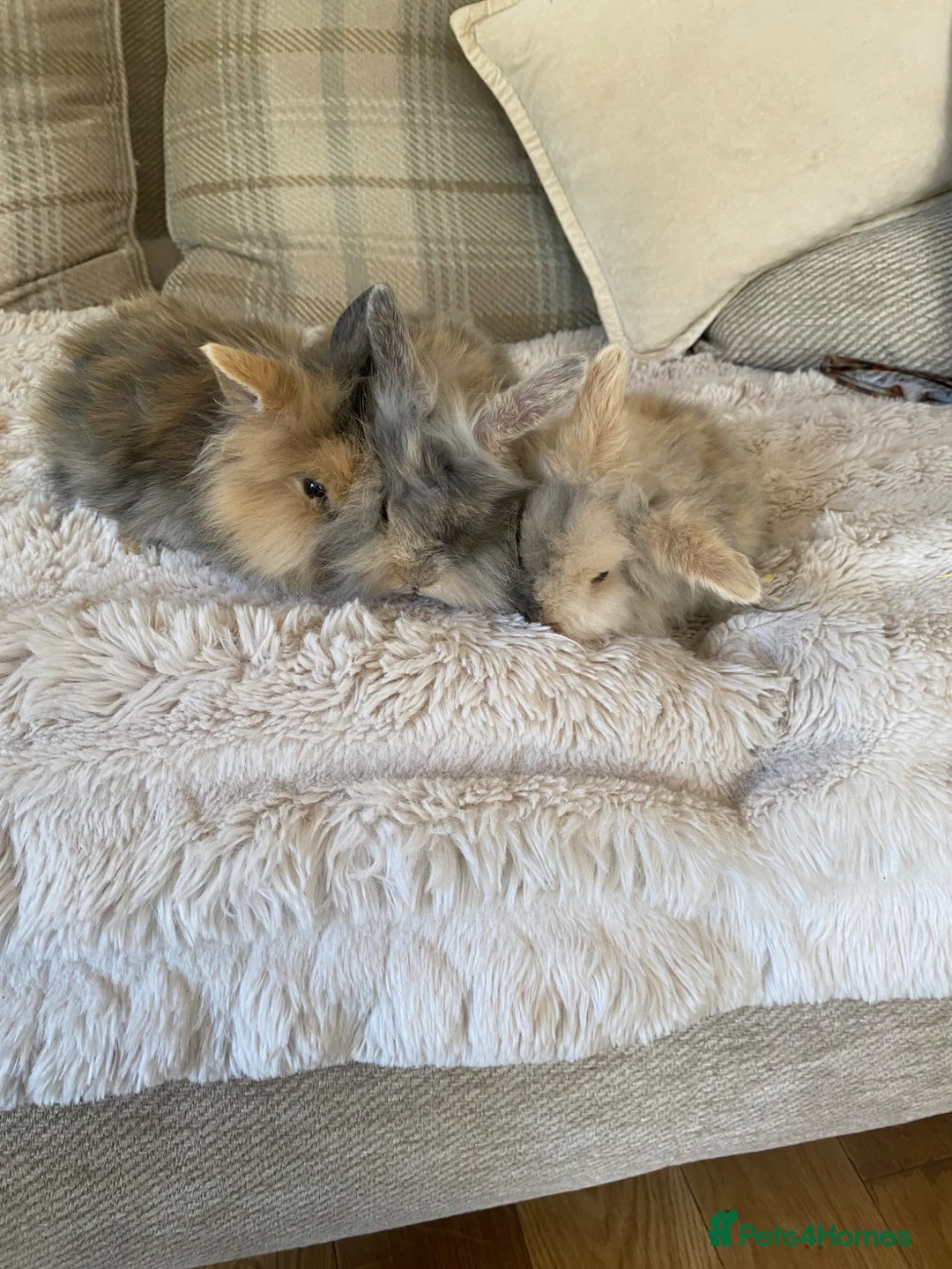 Mini Lion Lop rabbits for sale: Baby Mini Lion Lops in Rotherham - Advert 2