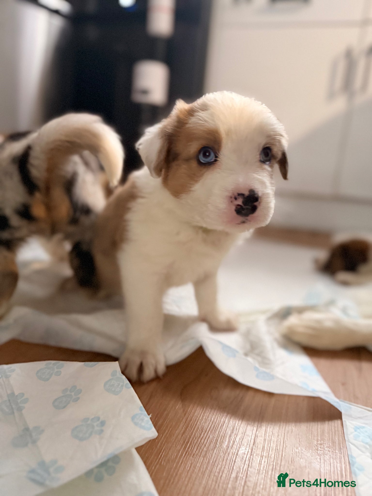 Border Collie dogs Stunning Show line puppies,various colours  - Advert 1