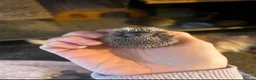 Mixed Breed rodents for sale: Lesser hedgehog tenrec  - Advert 7