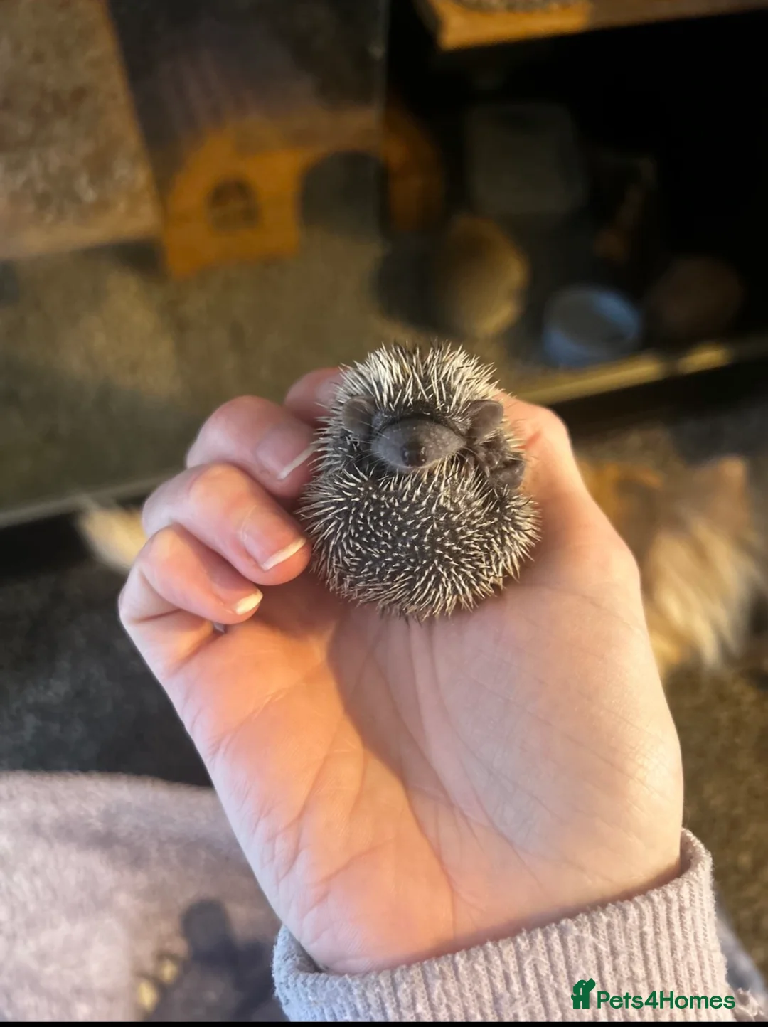 Mixed Breed rodents for sale: Lesser hedgehog tenrec  - Advert 7
