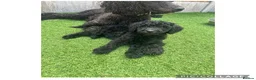 Labradoodle dogs for sale: Chunky health tested f1bb standard labradoodles  - Advert 16