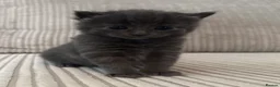 Domestic Shorthair cats for sale: Beautiful Grey blue kittens & grey tabbies x 7 - Advert 17