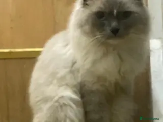Ragdoll cats Ragdoll x kittens - Advert 18