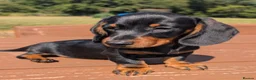 Miniature Dachshund dogs for sale: Quality KC/ PRA clear Miniature Dachshund Puppies  - Advert 23
