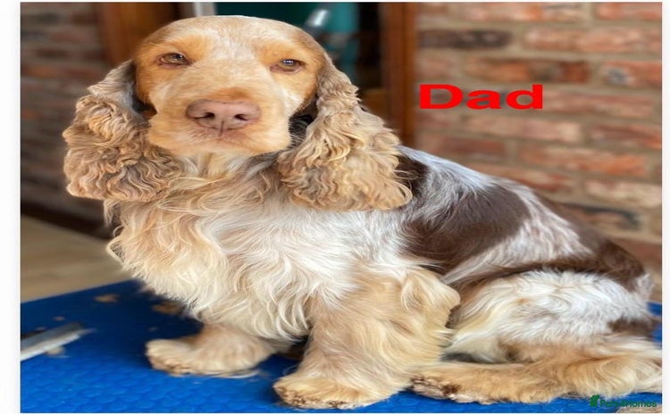 Cocker Spaniel dogs Cocker Spaniel Puppies - Advert 11