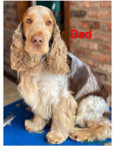 Cocker Spaniel dogs Cocker Spaniel Puppies - Advert 11