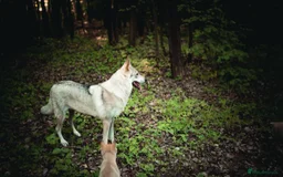 Saarloos Wolfdog dogs for sale: Rare Wolfdog Pups - Socialised & Highly Trainable - Image 38
