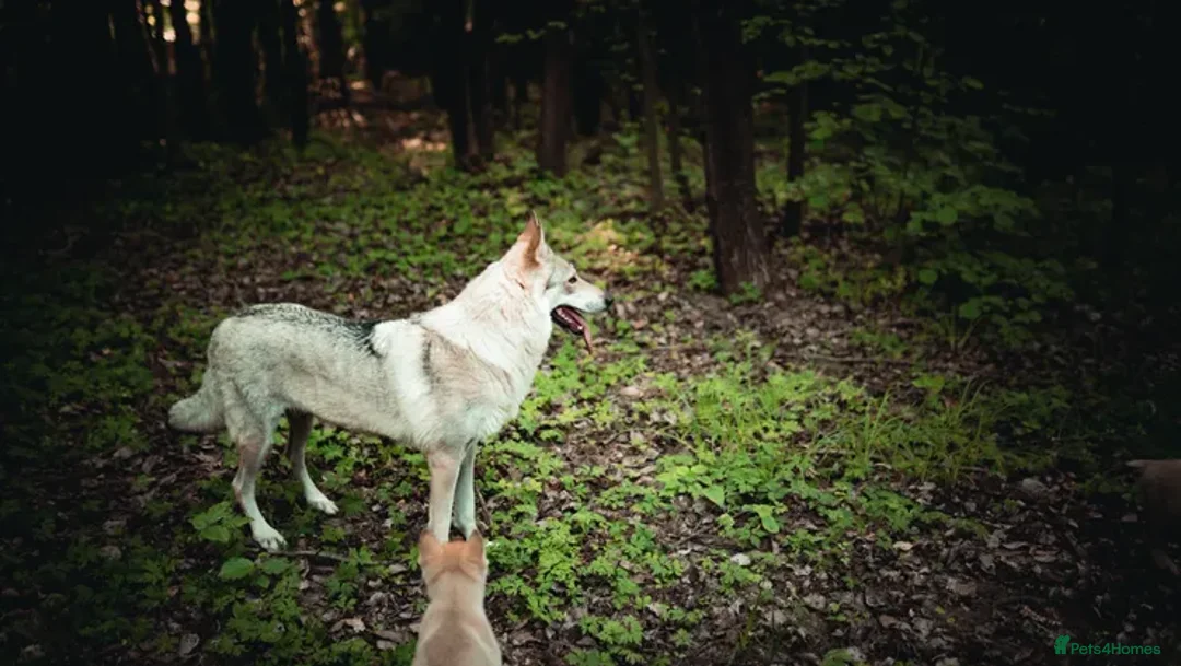 Saarloos Wolfdog dogs for sale: Rare Wolfdog Pups - Socialised & Highly Trainable - Image 38