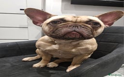 French Bulldog dogs for sale: 2 years old Lola looking for home forever  - Image 1