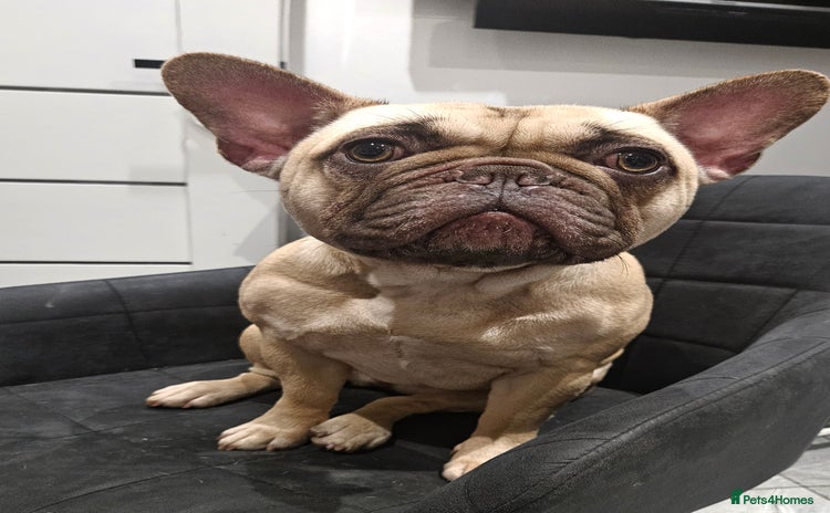 French Bulldog dogs - Advert 2