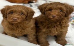 Australian Labradoodle dogs for sale: Superior Authentic Australian Labradoodle Puppies - Image 6