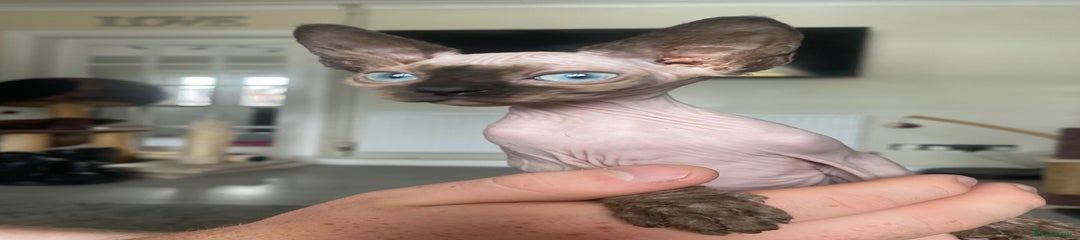 Sphynx Kitten 6