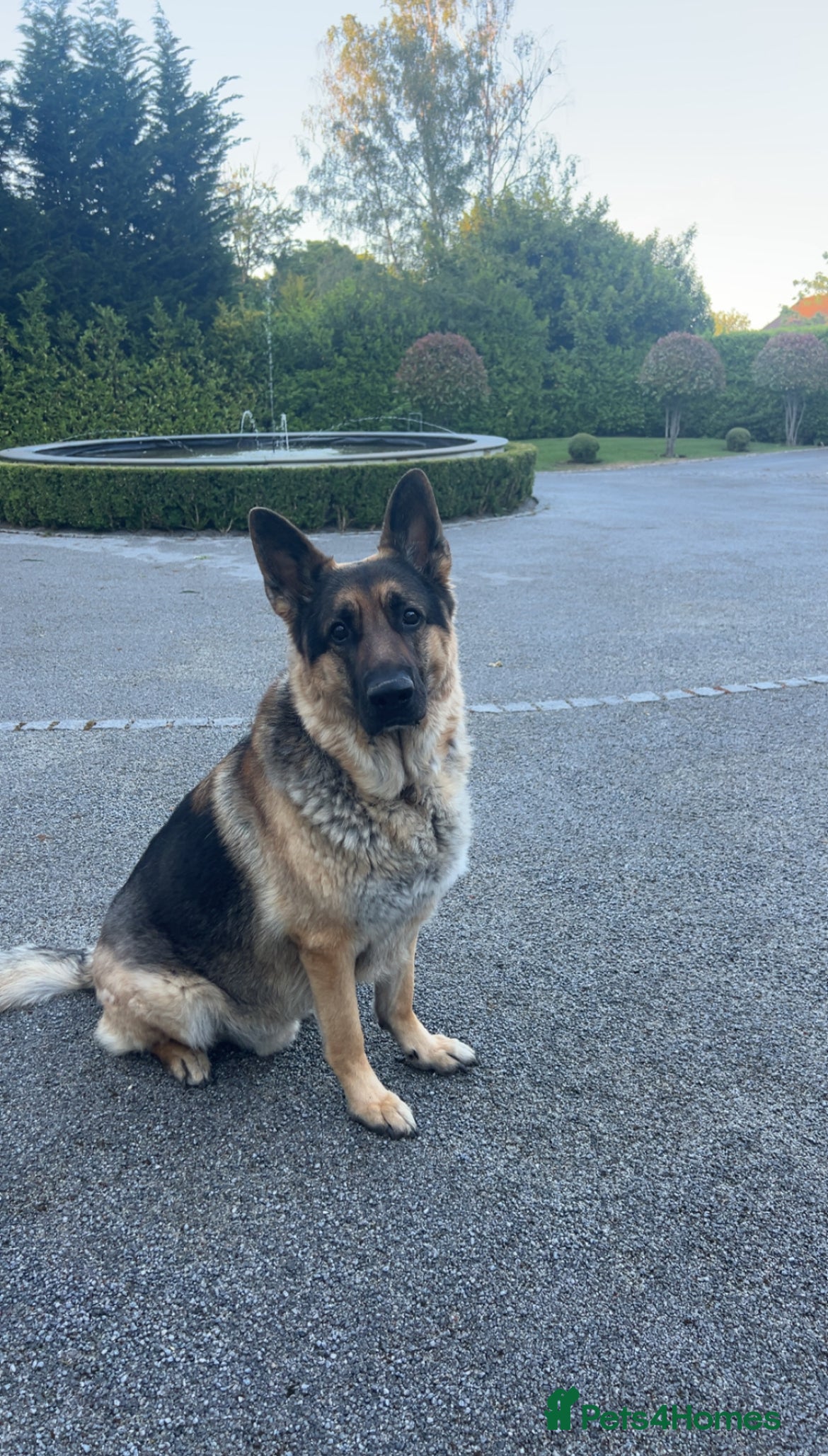 German Shepherd dogs Gorgeous Pure German Shepherd Stud - Advert 4