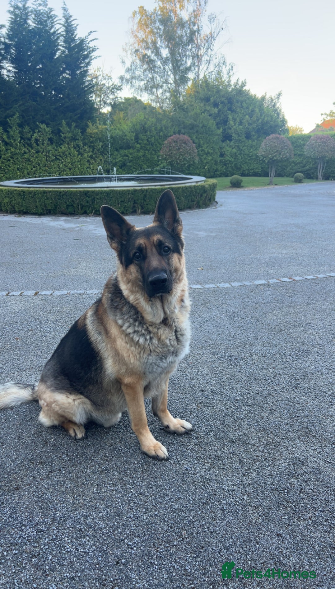 German Shepherd dogs for stud: Gorgeous Pure German Shepherd Stud - Advert 1