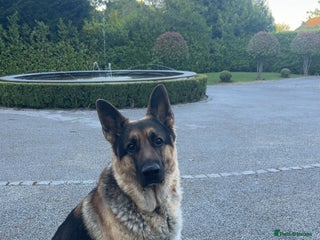 German Shepherd dogs Gorgeous Pure German Shepherd Stud - Advert 3