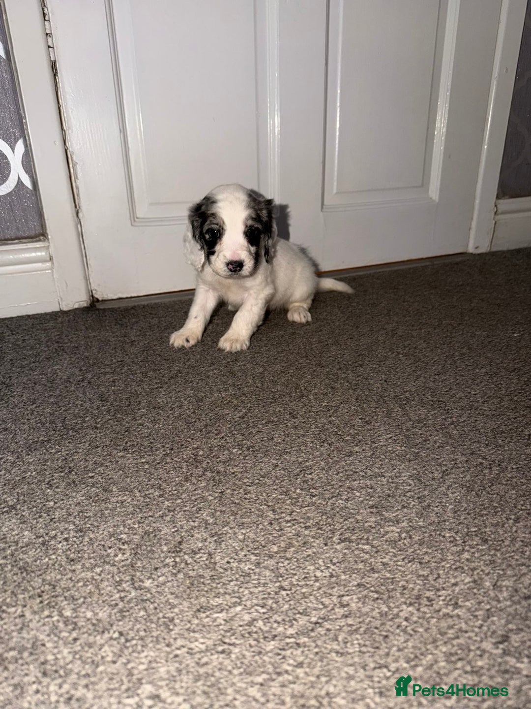 Cocker Spaniel dogs for sale: Cocker spaniel pups   - Advert 7