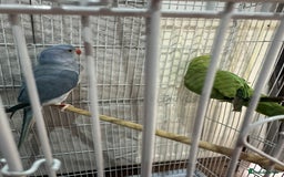 Ringnecks birds for sale: Indian ring necks  - Image 7