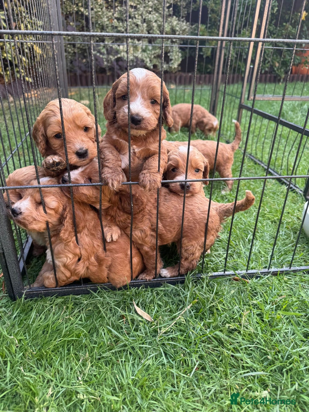 Cockapoo dogs for sale: 🐾 Beautiful Red F1 Cockapoo Puppies! 🐾 - Image 3