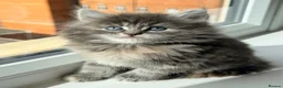 British Longhair cats for sale: Fluffy British Short hair X British Long Hair  - Advert 20