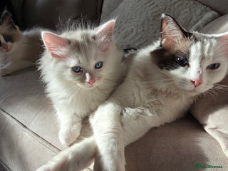 Ragdoll cats Ragdoll kittens - Advert 1