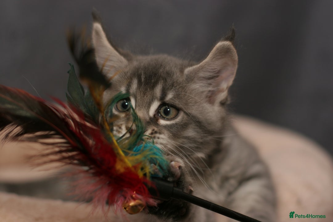 Maine Coon cats for sale: Mainecoon kittens TICA REGISTERED stunning - Advert 16