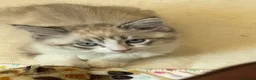 Mixed Breed cats for sale: 8 month old Male cat in Brighton - Advert 3