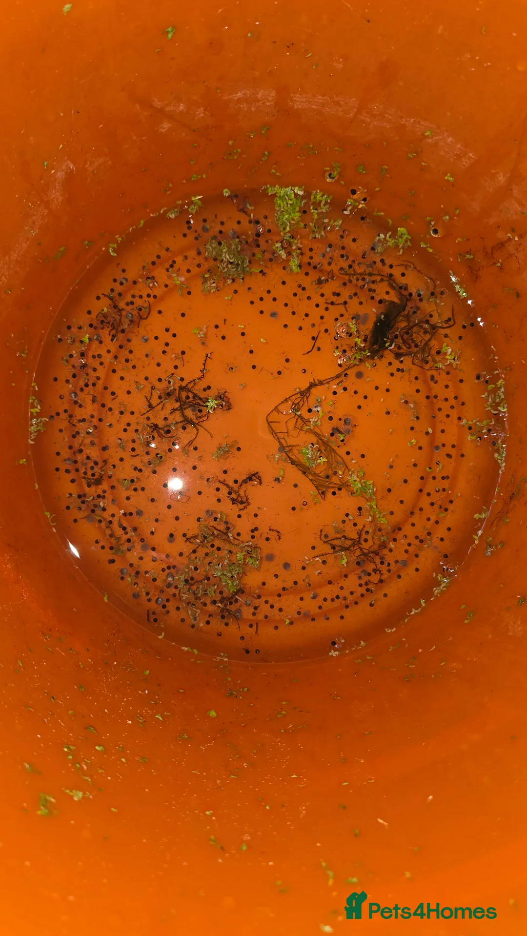 Other/Mixed Breed fish for sale: Axolotl eggs  in Ashington - Advert 6