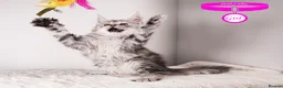 Maine Coon cats for sale: XL Stunning Maine Coon / TICA /Ready - Advert 26