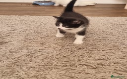 Domestic Shorthair cats for sale: Kittens for sale  - Image 6