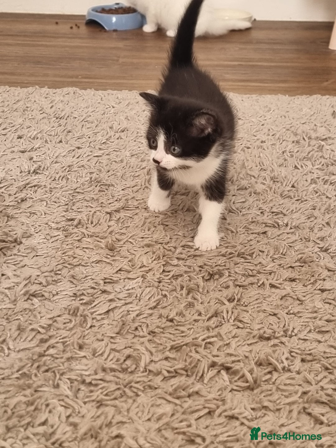 Domestic Shorthair cats for sale: Kittens for sale  - Image 6
