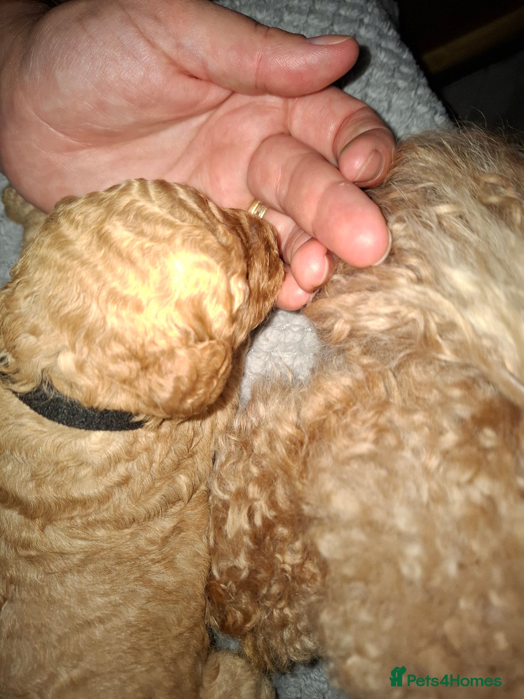 Cavapoo dogs for sale: Amazing Cavapoo's 🐶❤️ - Image 17