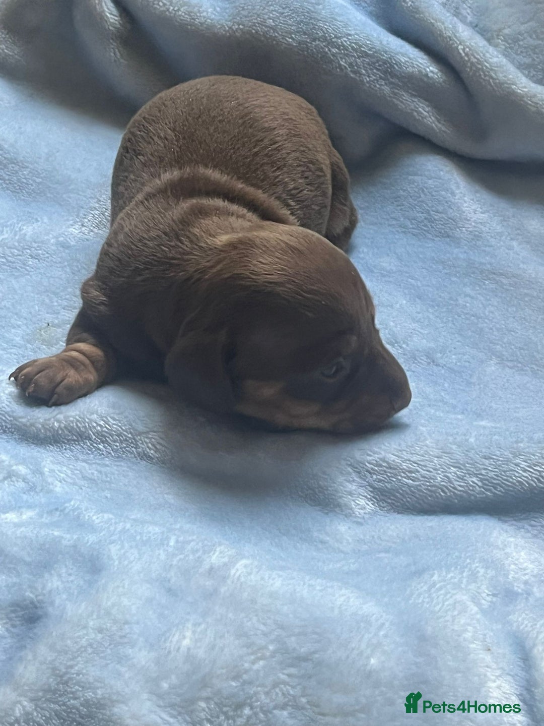 Miniature Dachshund dogs for sale: Miniature dachshunds puppies  - Image 6