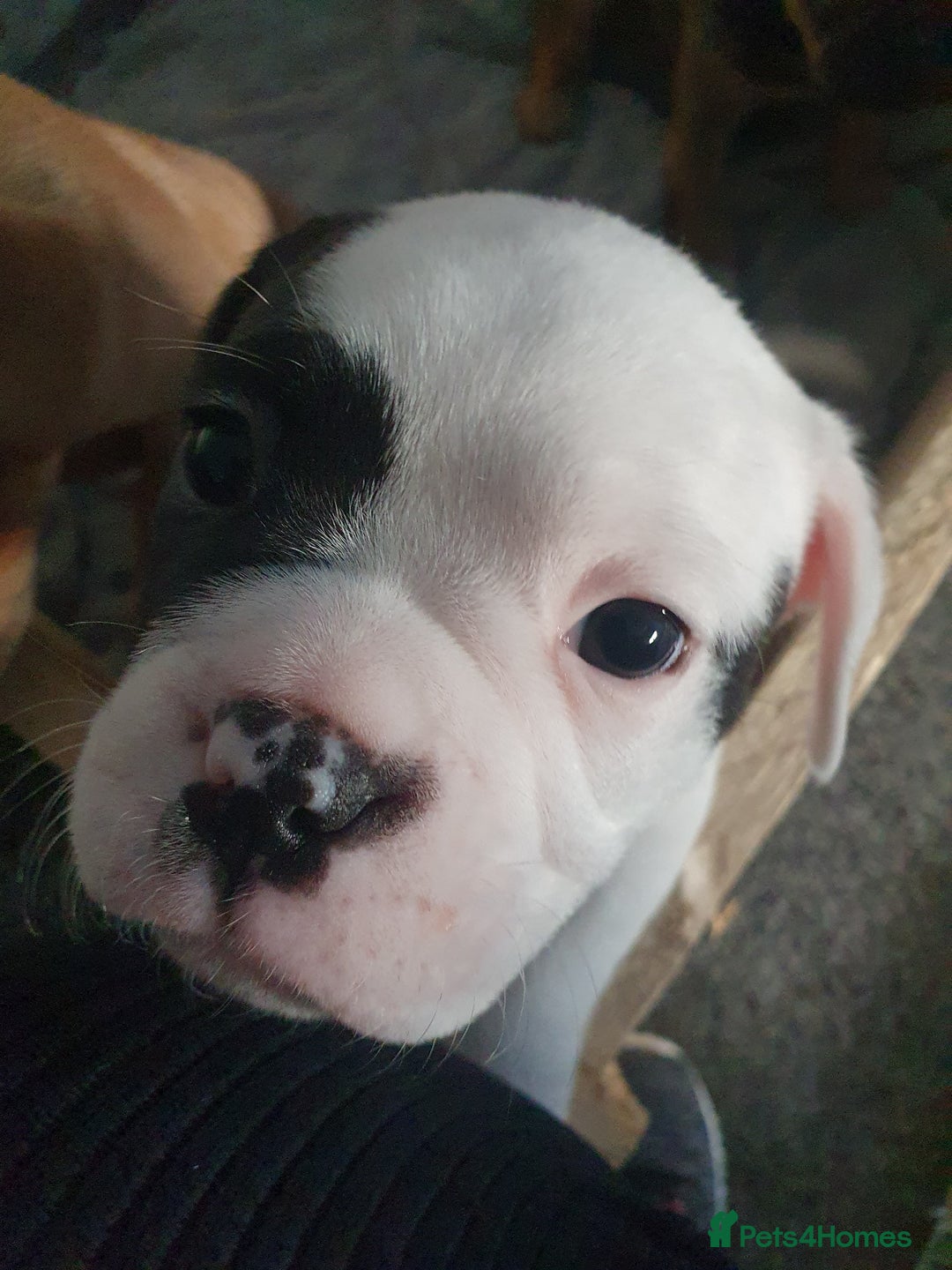 Mixed Breed dogs for sale: Oldtyme x french bulldogs - Image 3