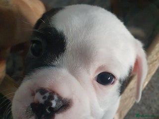 Mixed Breed dogs Oldtyme x french bulldogs - Advert 13