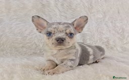 Chihuahua dogs for sale: Chihuahua X French Bulldog Puppies  - Image 9