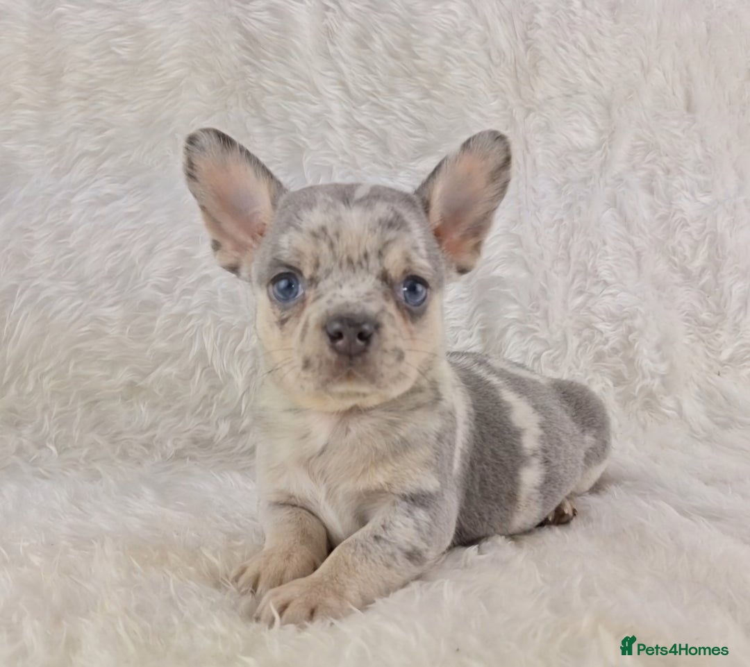 Chihuahua dogs for sale: Chihuahua X French Bulldog Puppies  - Image 9