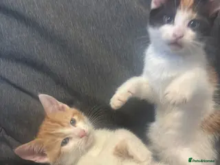 Mixed Breed cats 3 Gorgeous Mixed Kittens - Advert 8