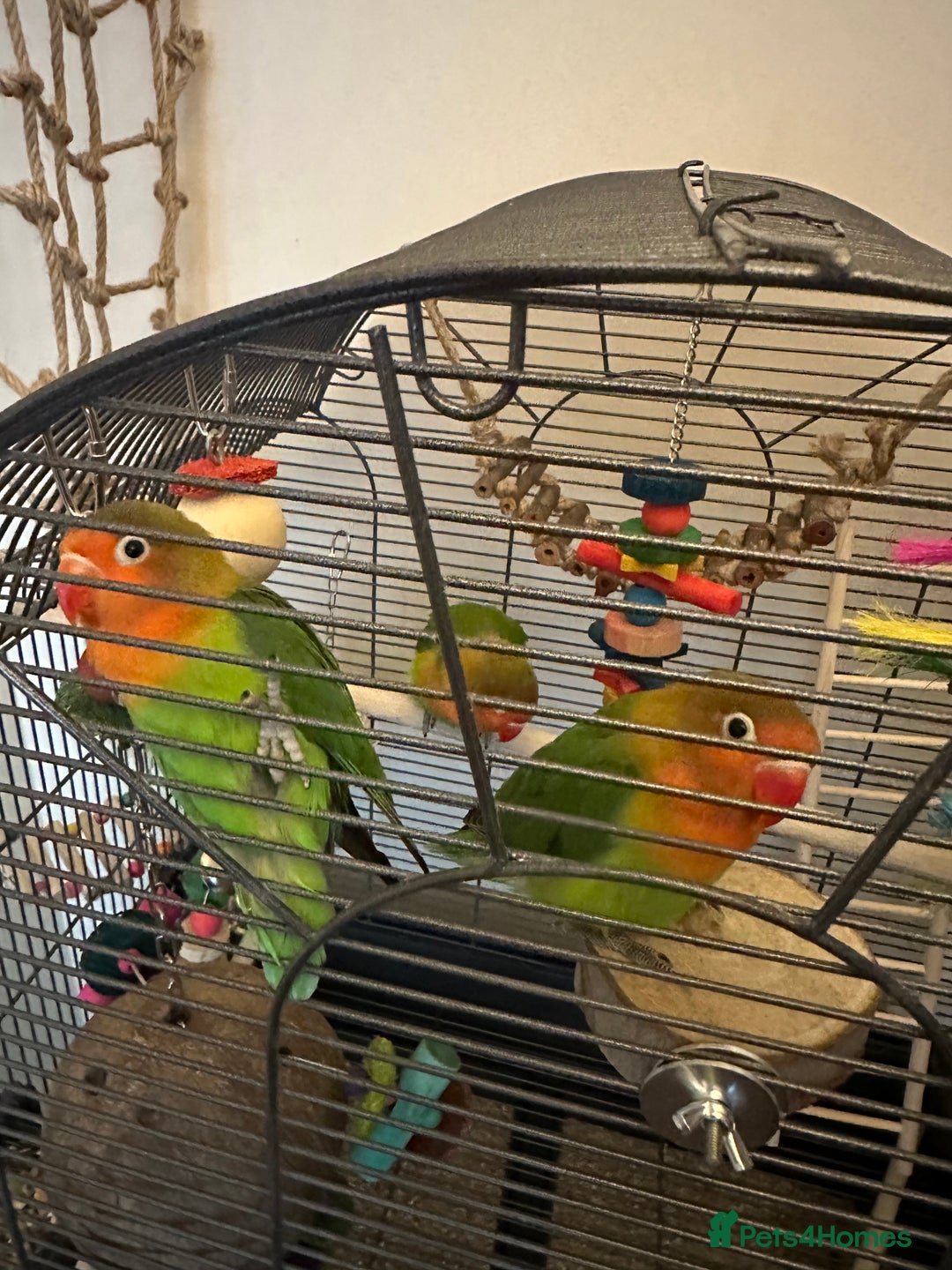 Lovebirds birds for sale: 3 Lovebirds Looking For Loving Home - Image 5