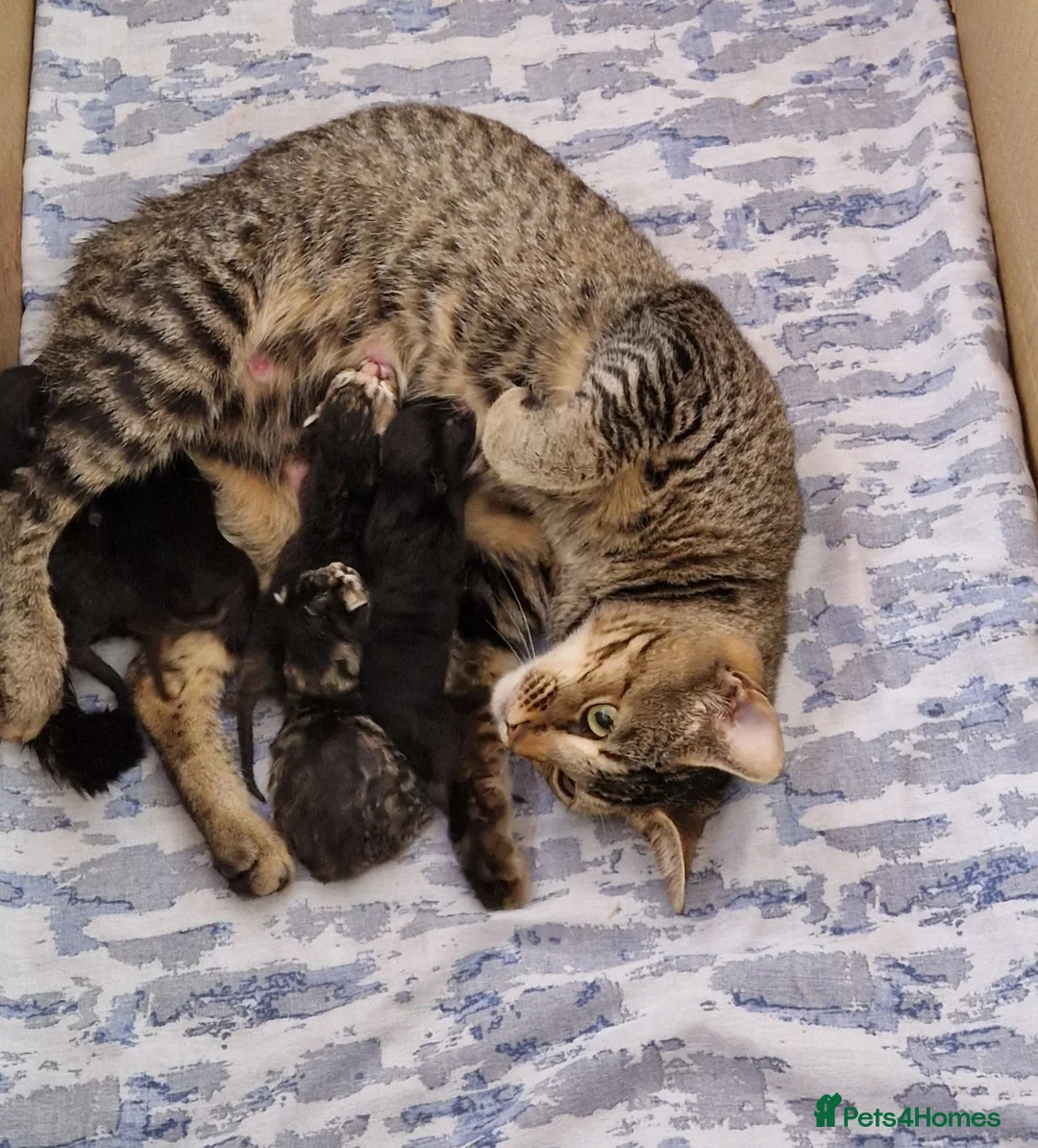 Domestic Shorthair cats for sale: 5  Beautiful Domestic Shorthair Tabby Kittens  - Advert 1