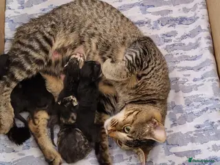 Domestic Shorthair cats 5 Beautiful Domestic Shorthair Tabby Kittens - Advert 2