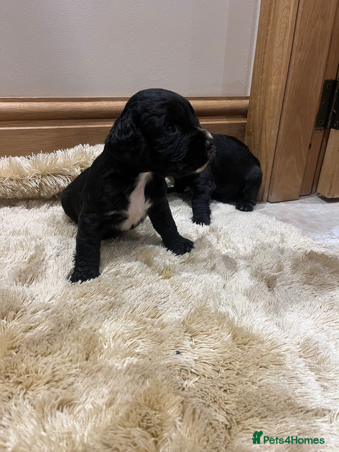 Cocker Spaniel dogs for sale: Pure bred, Cocker spaniels - Image 7