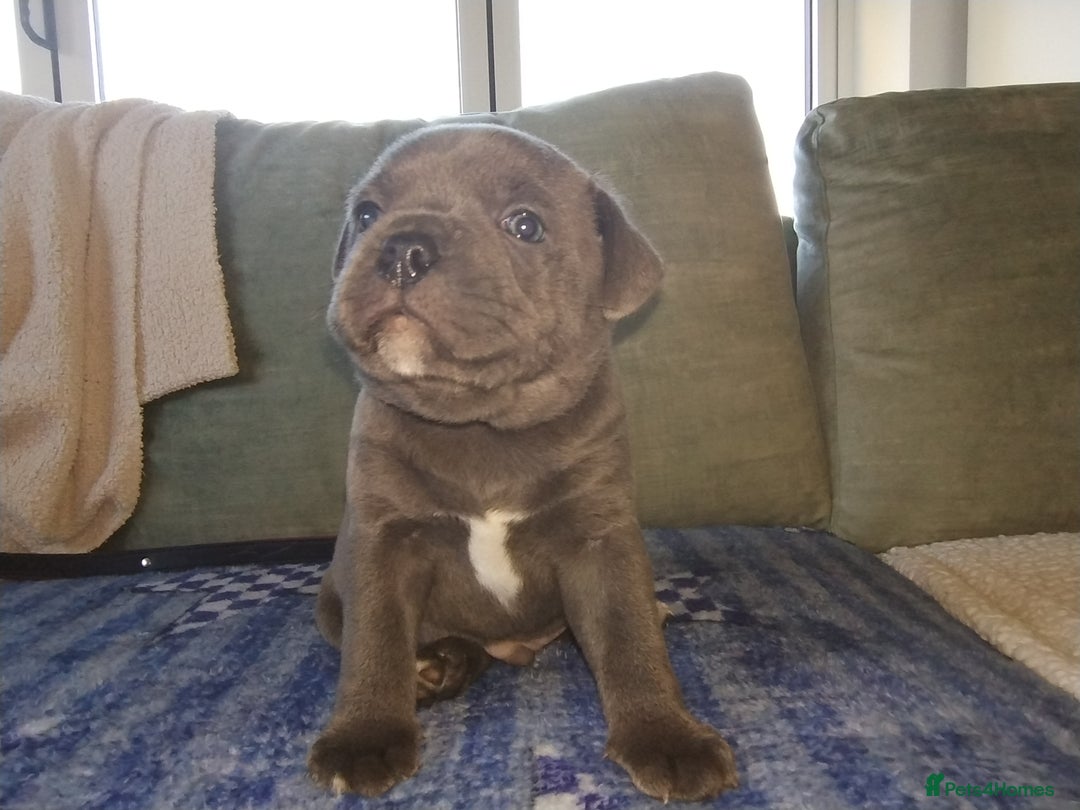 Staffordshire Bull Terrier dogs for sale: Blue Staffie Pups - Image 13